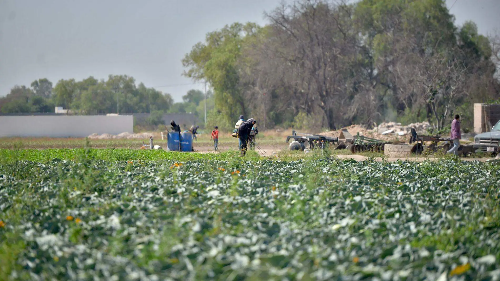 Agricultura, cosechas, hortalizas  (2)